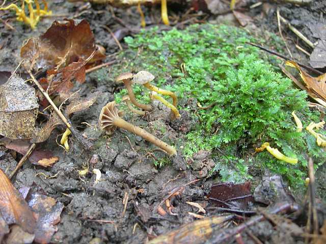 Camarophyllopsis micacea      (Berk. & Broome)       Arnolds